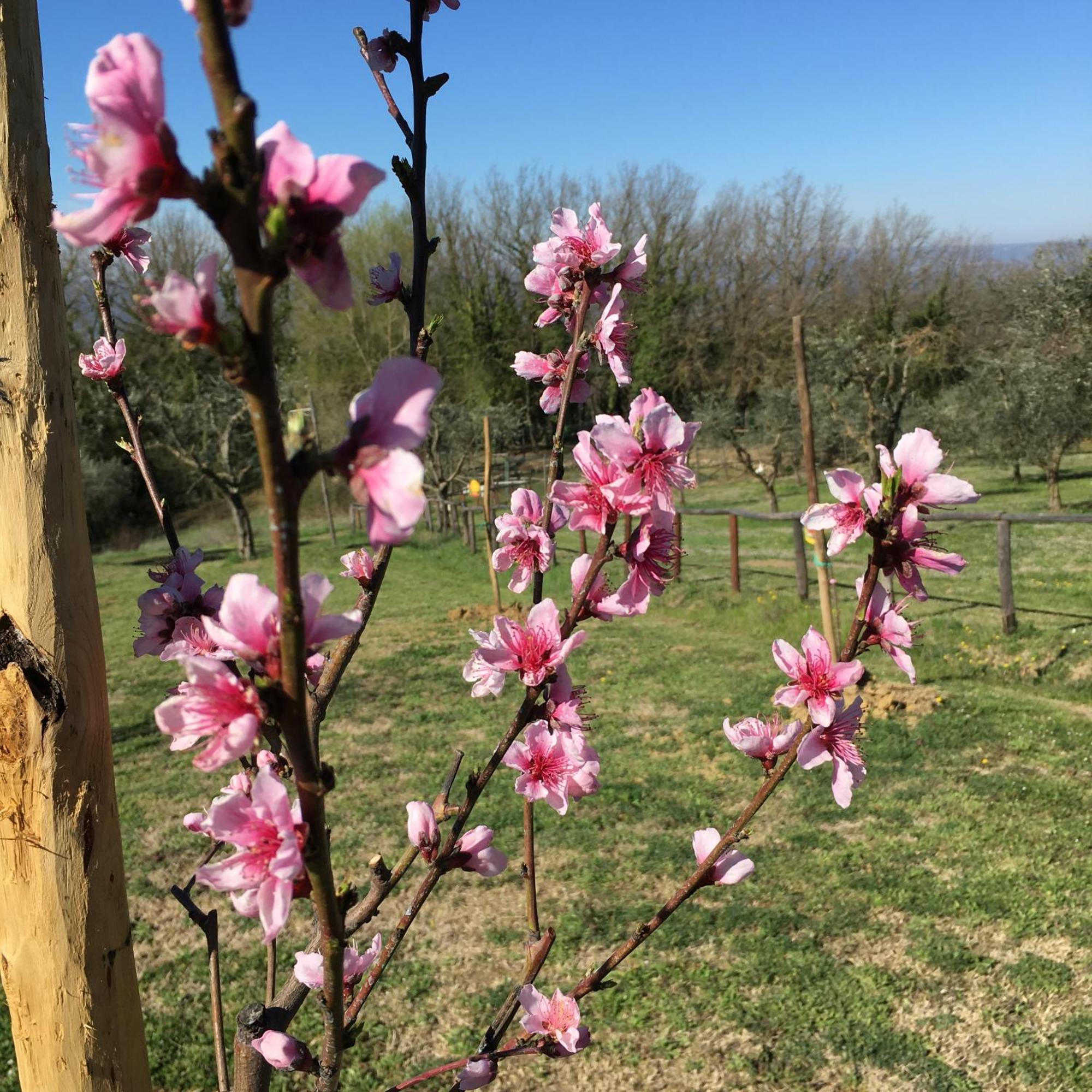 Agriturismo Podere Dell' Olmo Амелиа Экстерьер фото